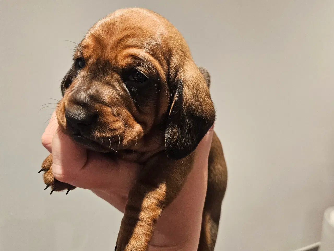 Billede 12 - Gravhundehvalpe 