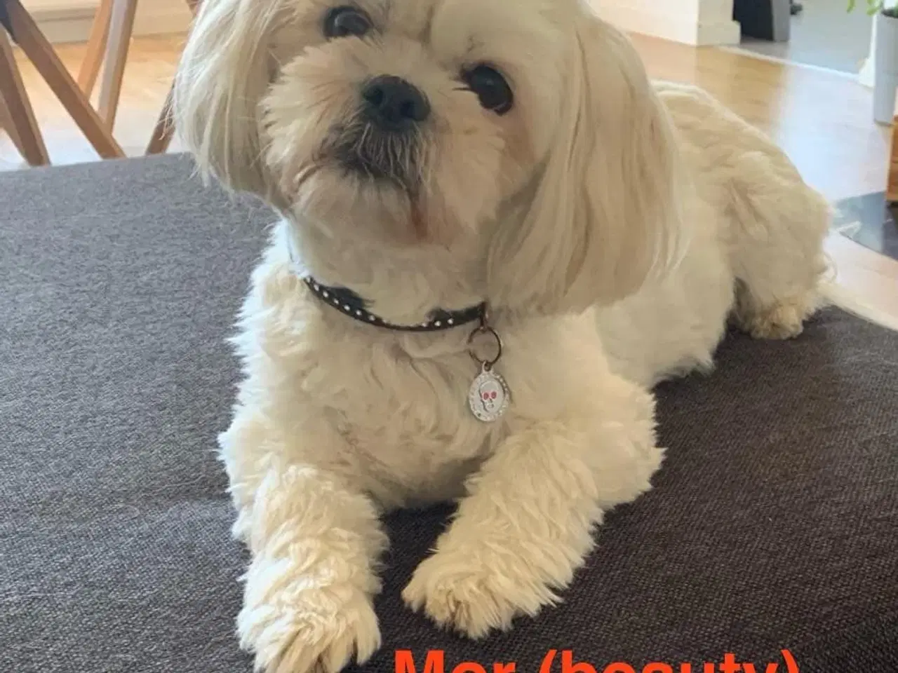 Billede 9 - Shih Tzu hvalpe sælges