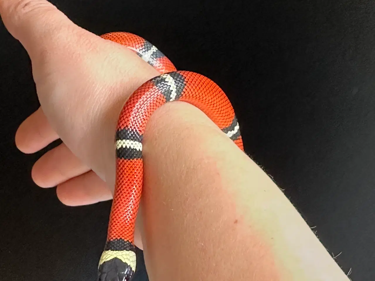 Billede 4 - Sinaloan Milk Snake / Sinaloae kongesnog / Lamprop