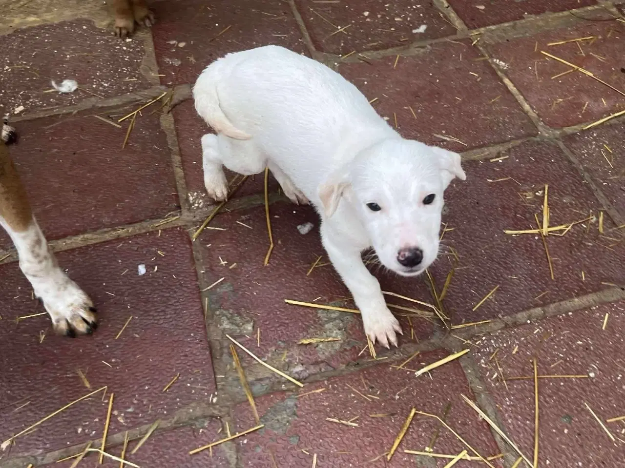 Billede 5 - Sødeste Creamy søger familie 