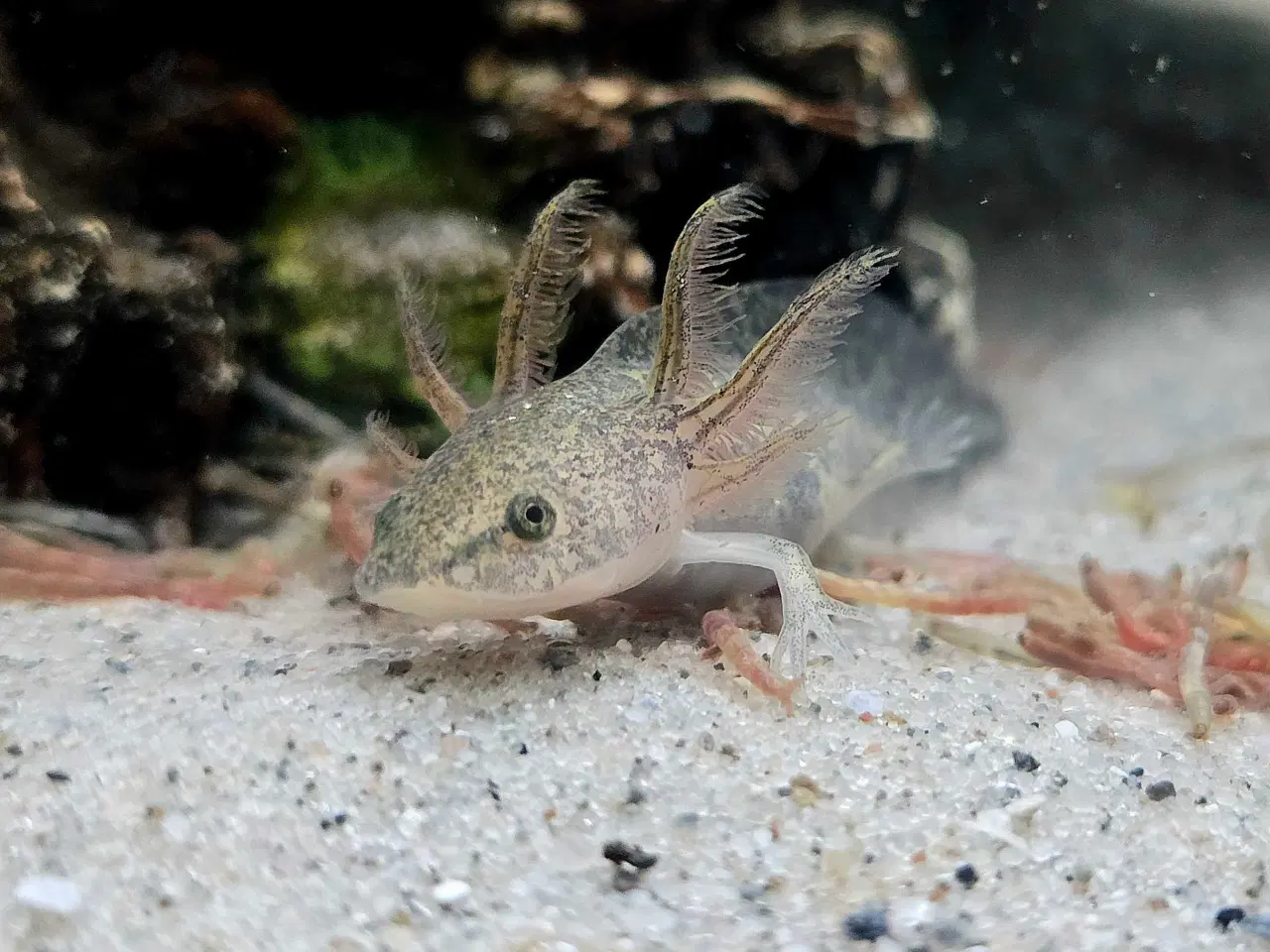Billede 1 - Axolotl unger fra kendte linjer 
