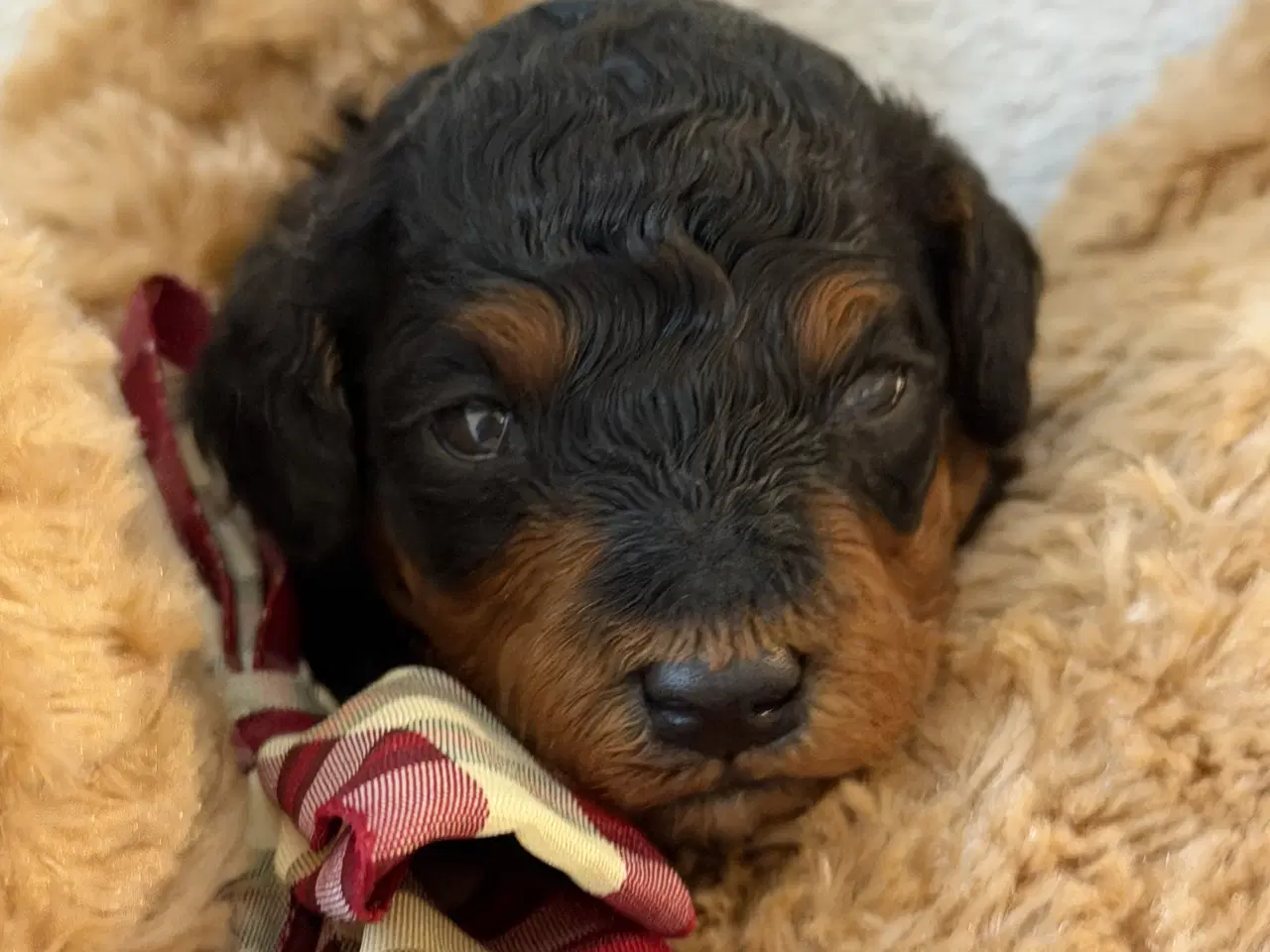 Billede 5 - Cavapoo  slut Maj 