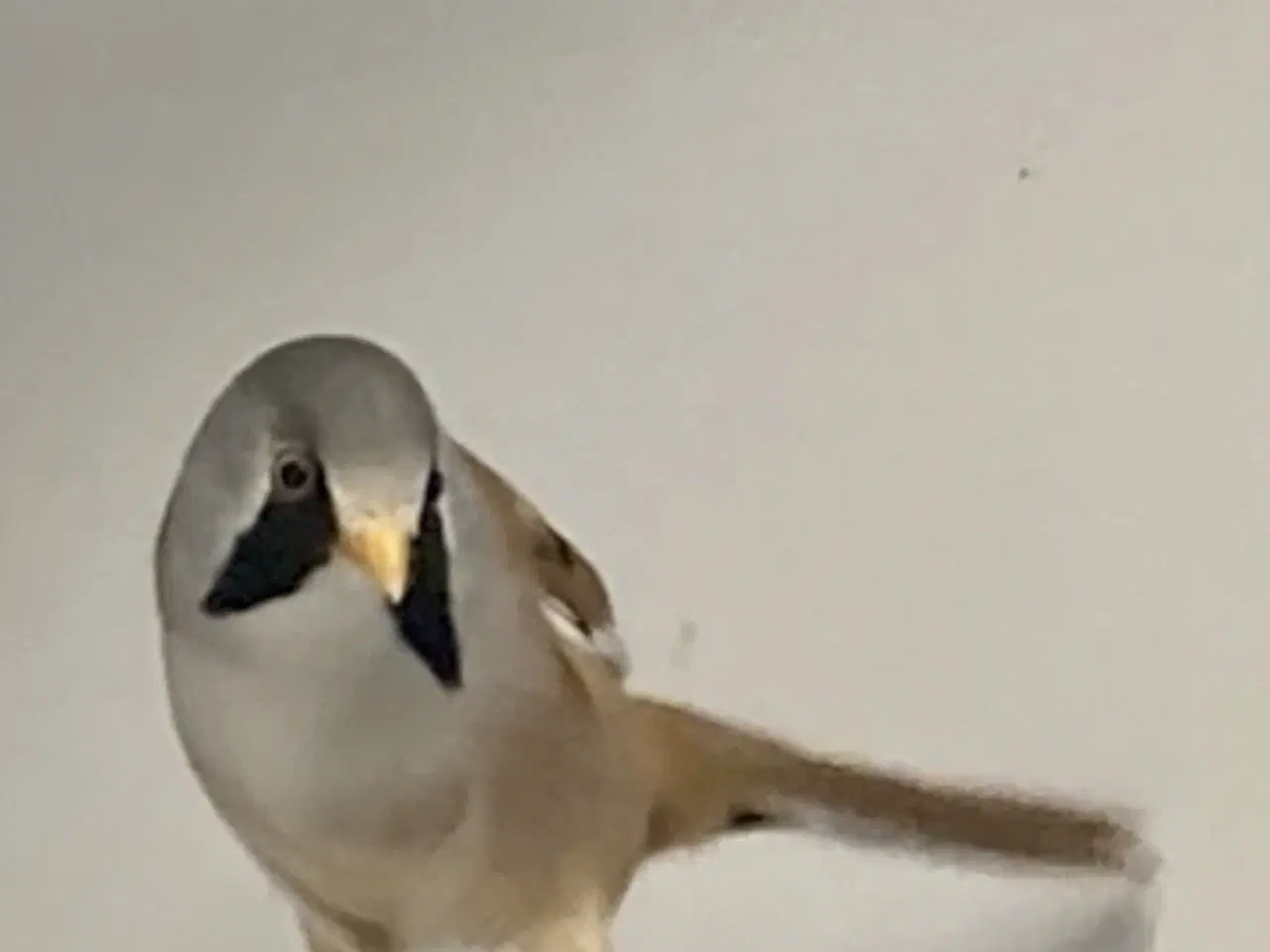 Billede 1 - 1.1 Skægmejser