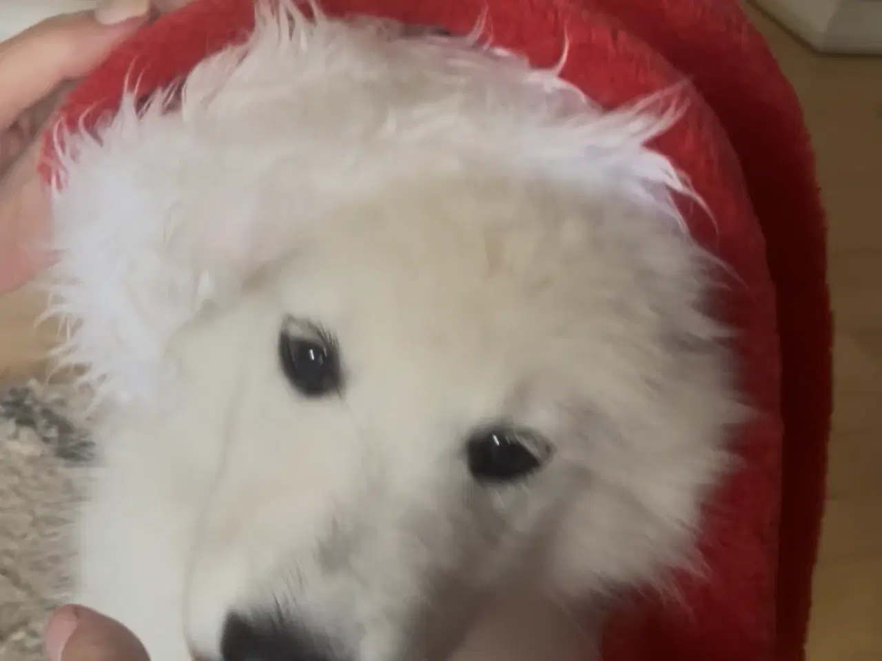 Billede 6 - 🐾 Smuk og kærlig samojedehvalp søger nyt hjem 🐾