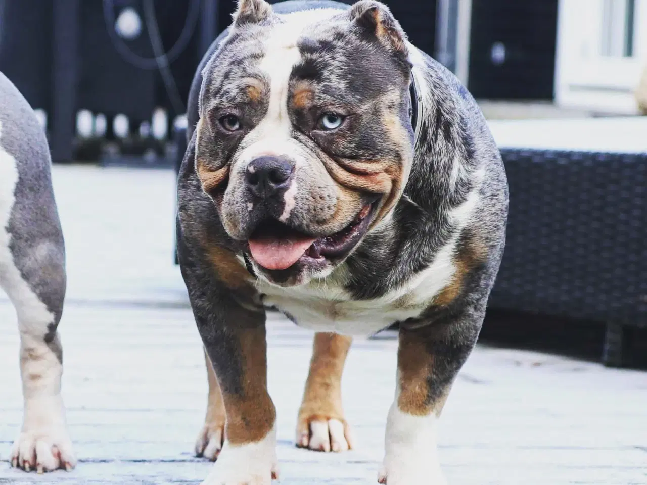 Billede 1 - American Bully Pocket ABKC hvalp tæve