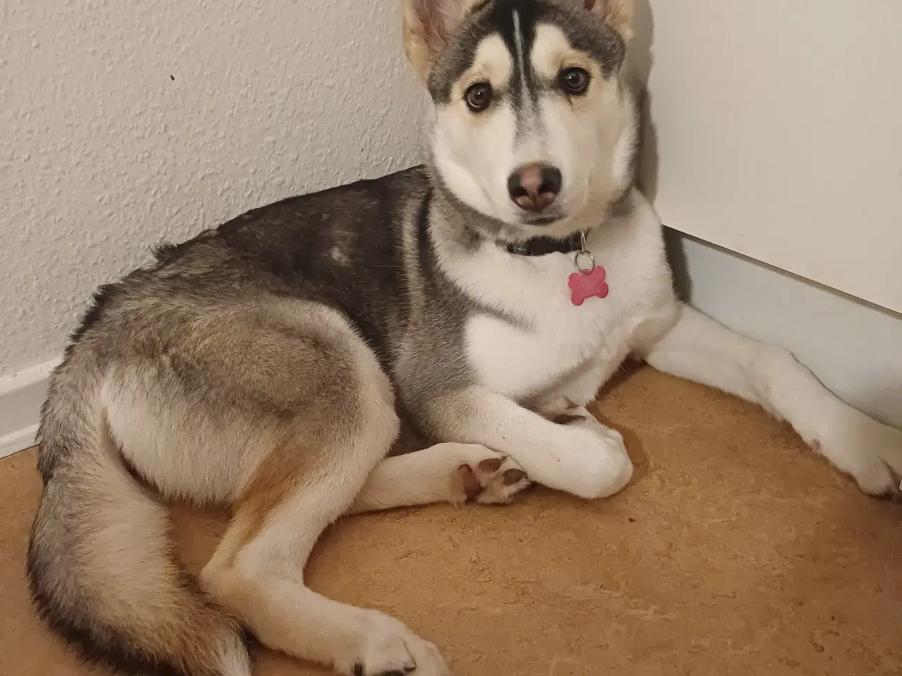 Billede 2 - Husky/malemut blanding