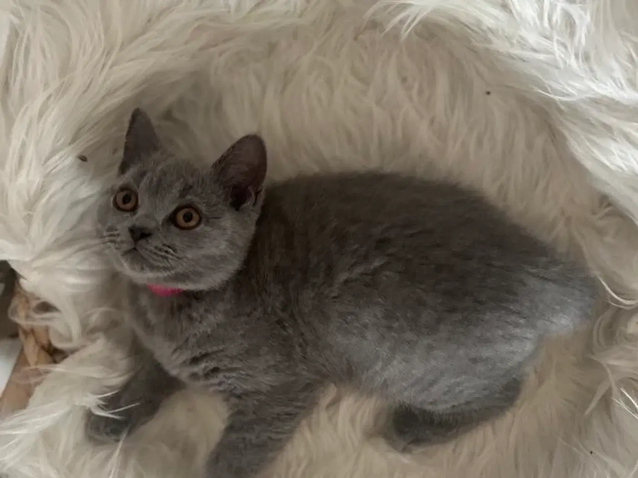 Billede 7 - Skønne British katte 