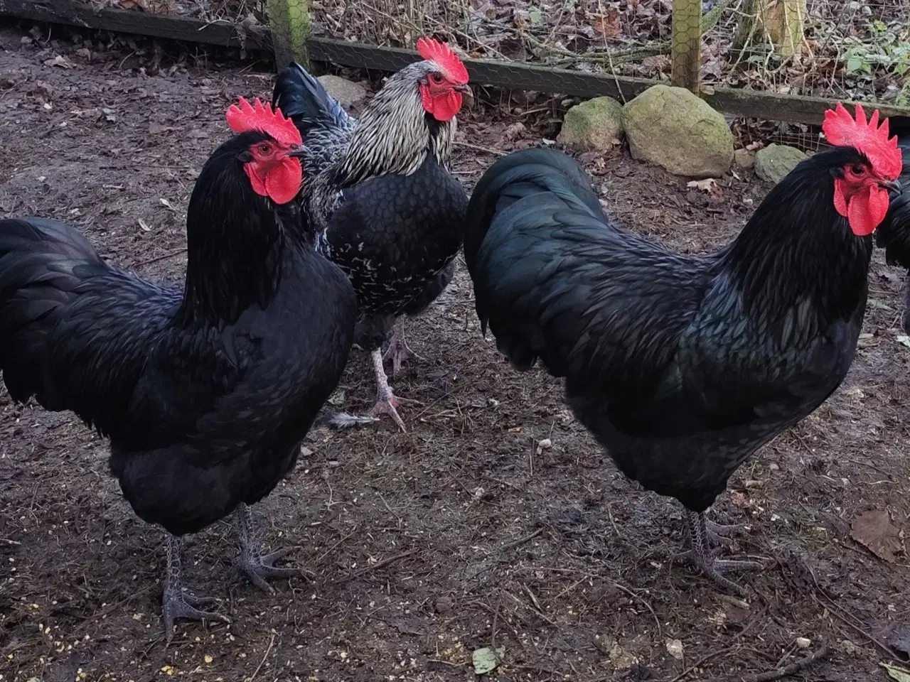 Billede 1 - Haner Australorp, Hane Australorp/Barnevelder