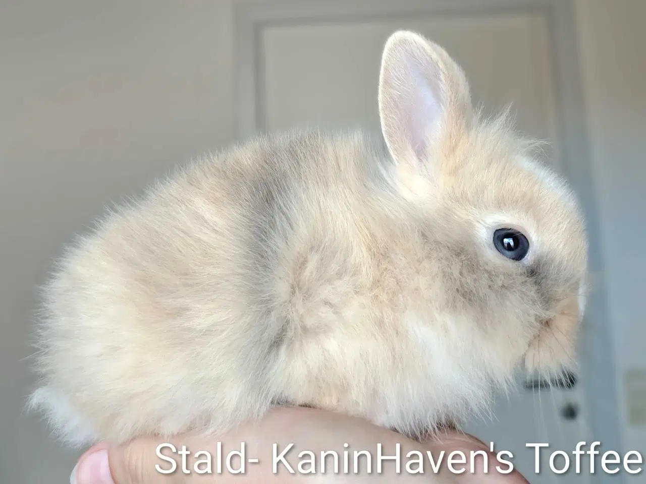 Billede 4 - 5 Stk. 100 % Indendøres Fri-Kaniner 🐰