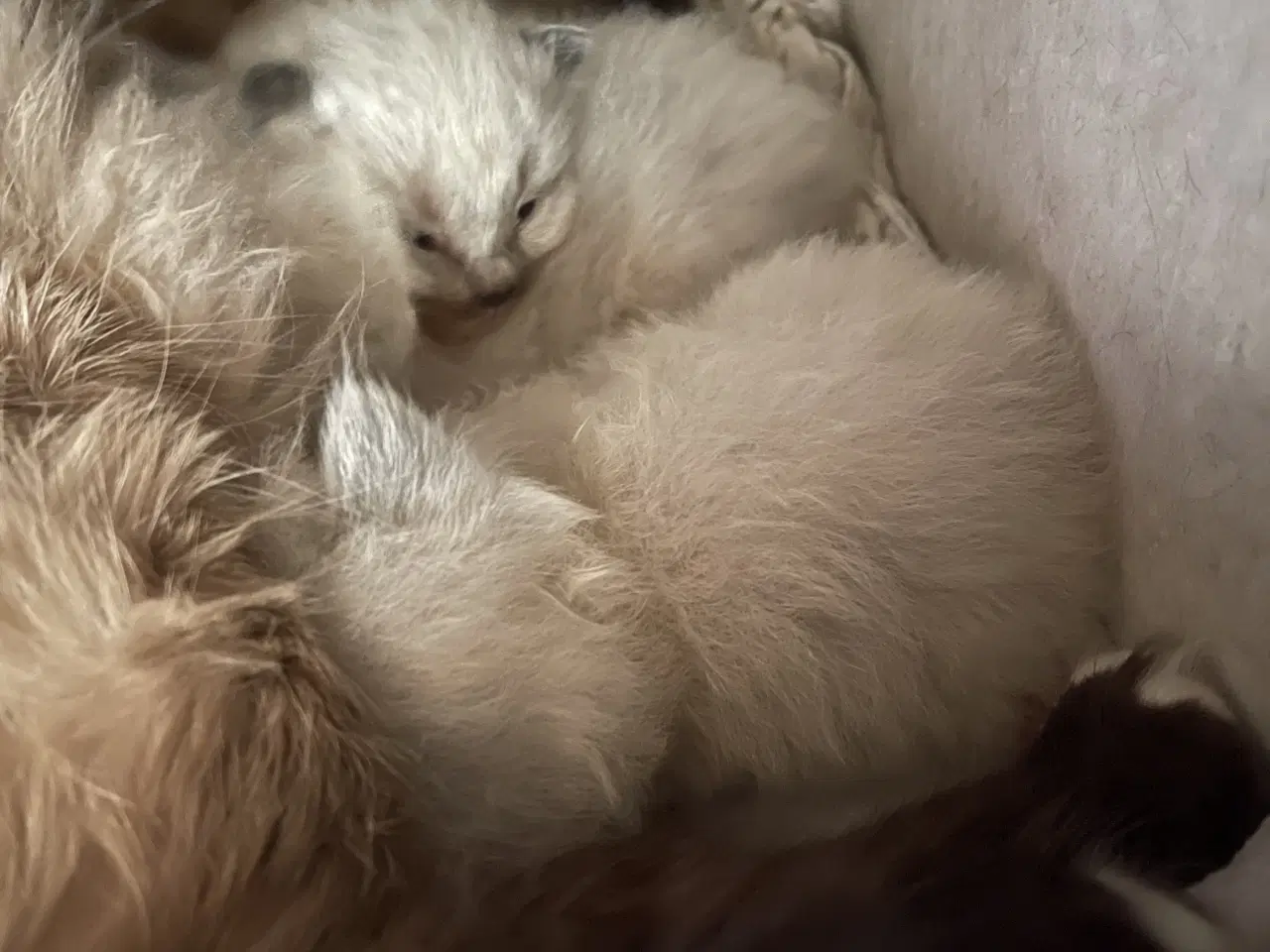 Billede 4 - Ragdoll killinger (med sundhedstjek, vaccine)