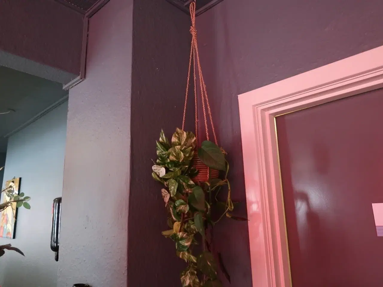 Billede 2 - 2 stk. planter i krukker