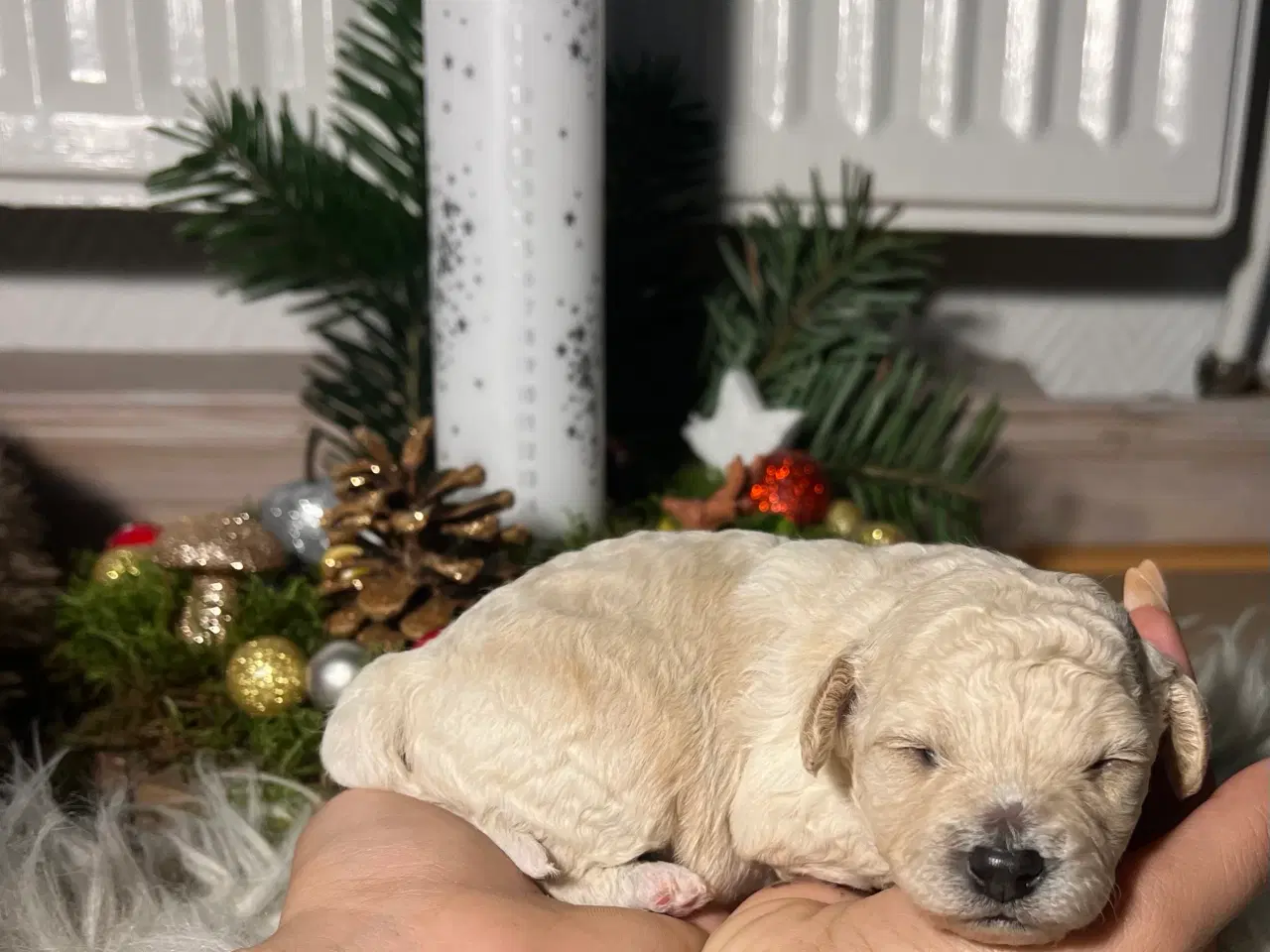 Billede 7 - Cavapooo