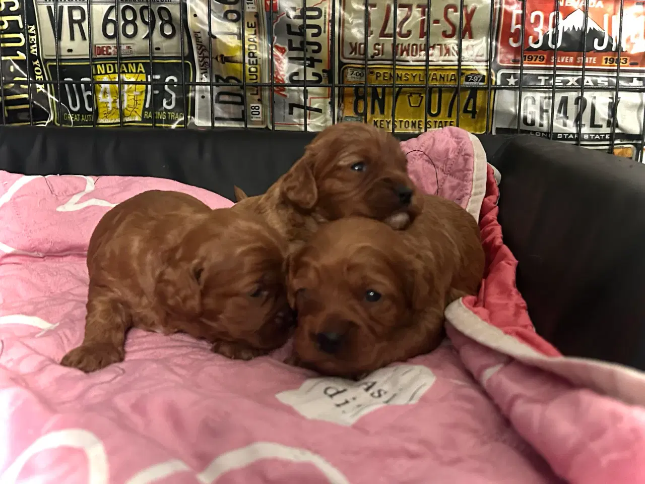 Billede 2 - Skønne Cavapoo hvalpe