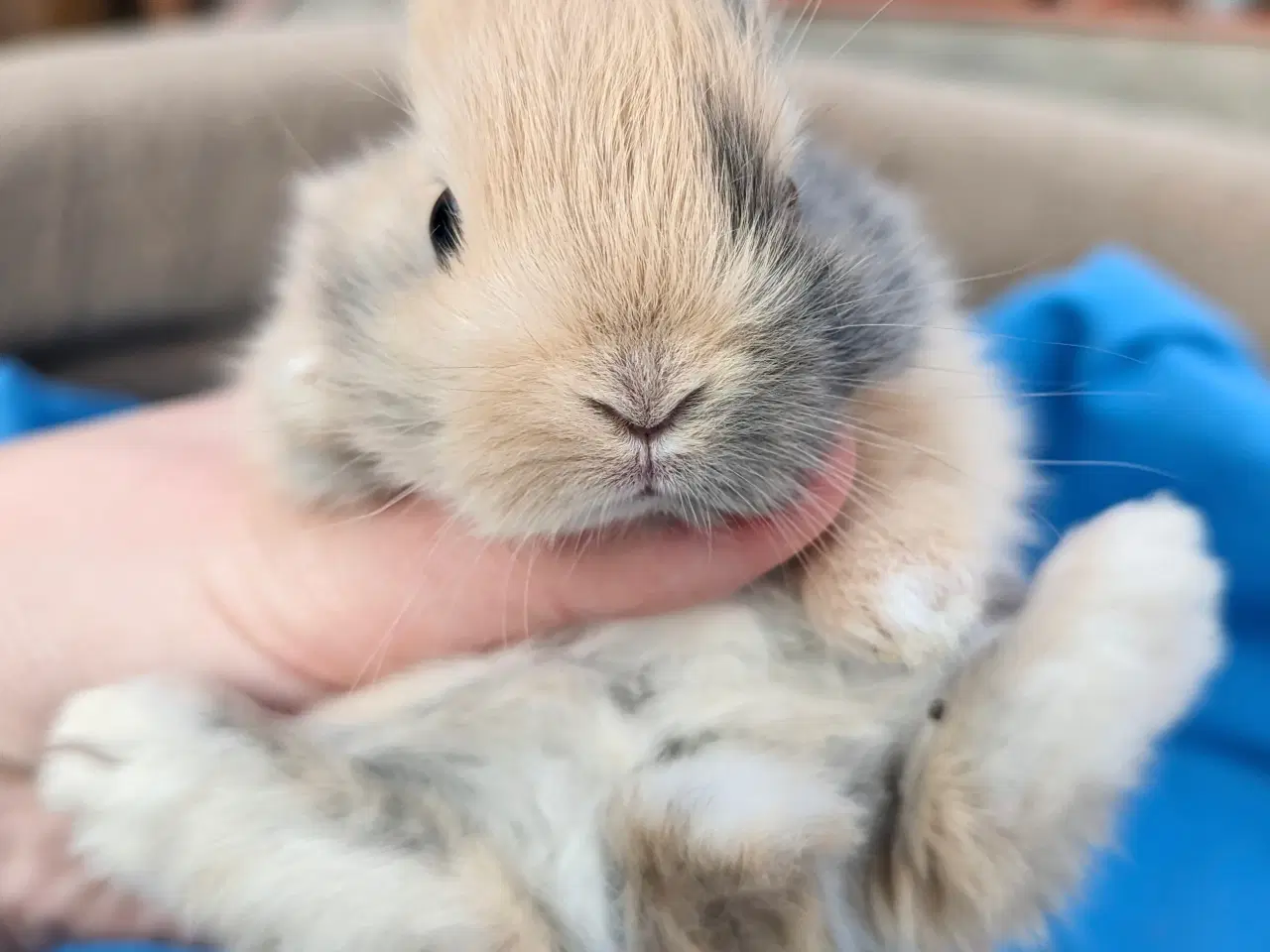 Billede 7 - Hermelin kaninunge sælges