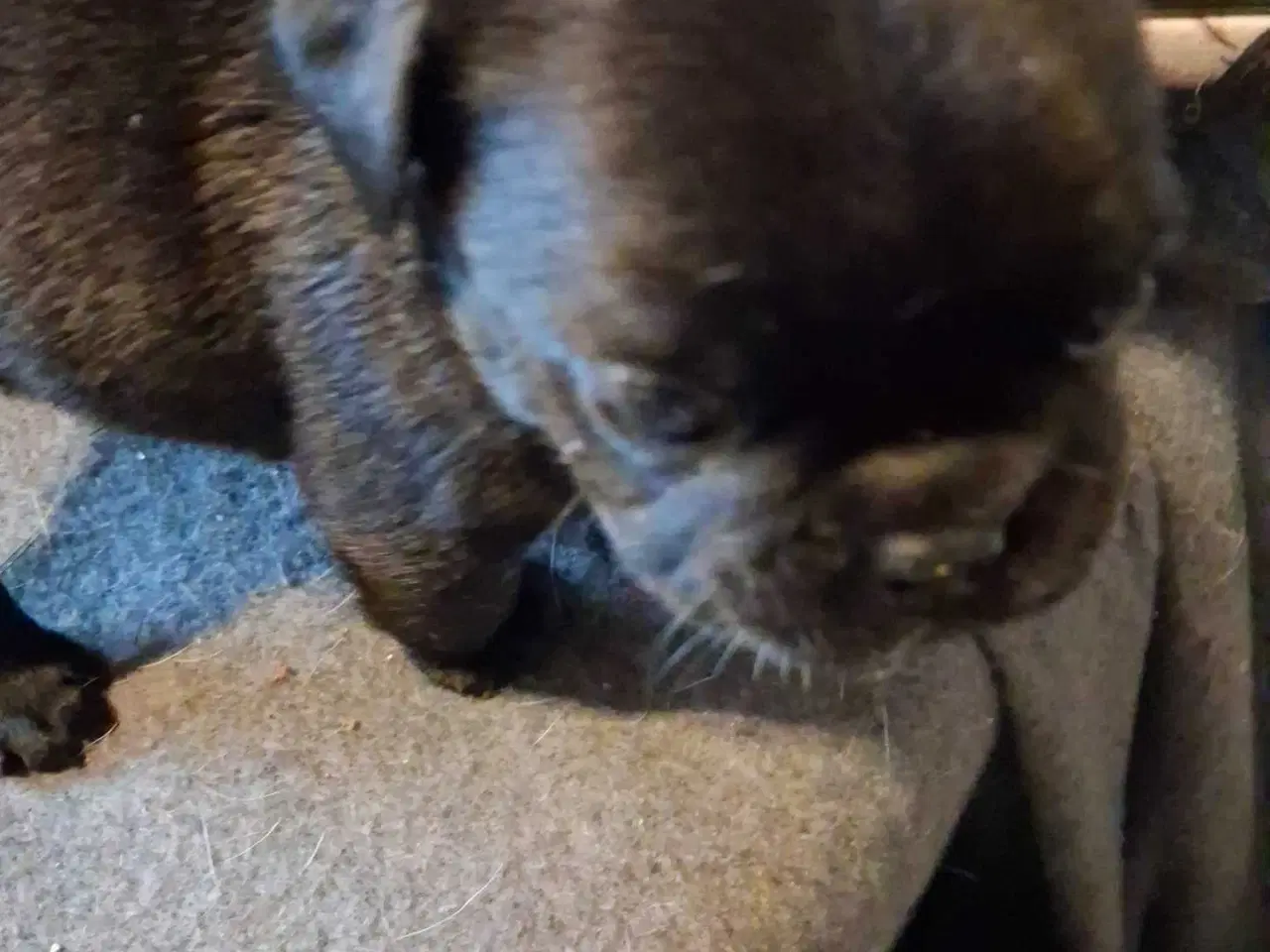 Billede 6 - Små hvalpe salgs klar