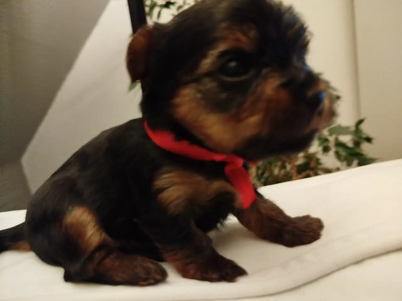 Billede 9 - Yorkshire Terrier hvalpe