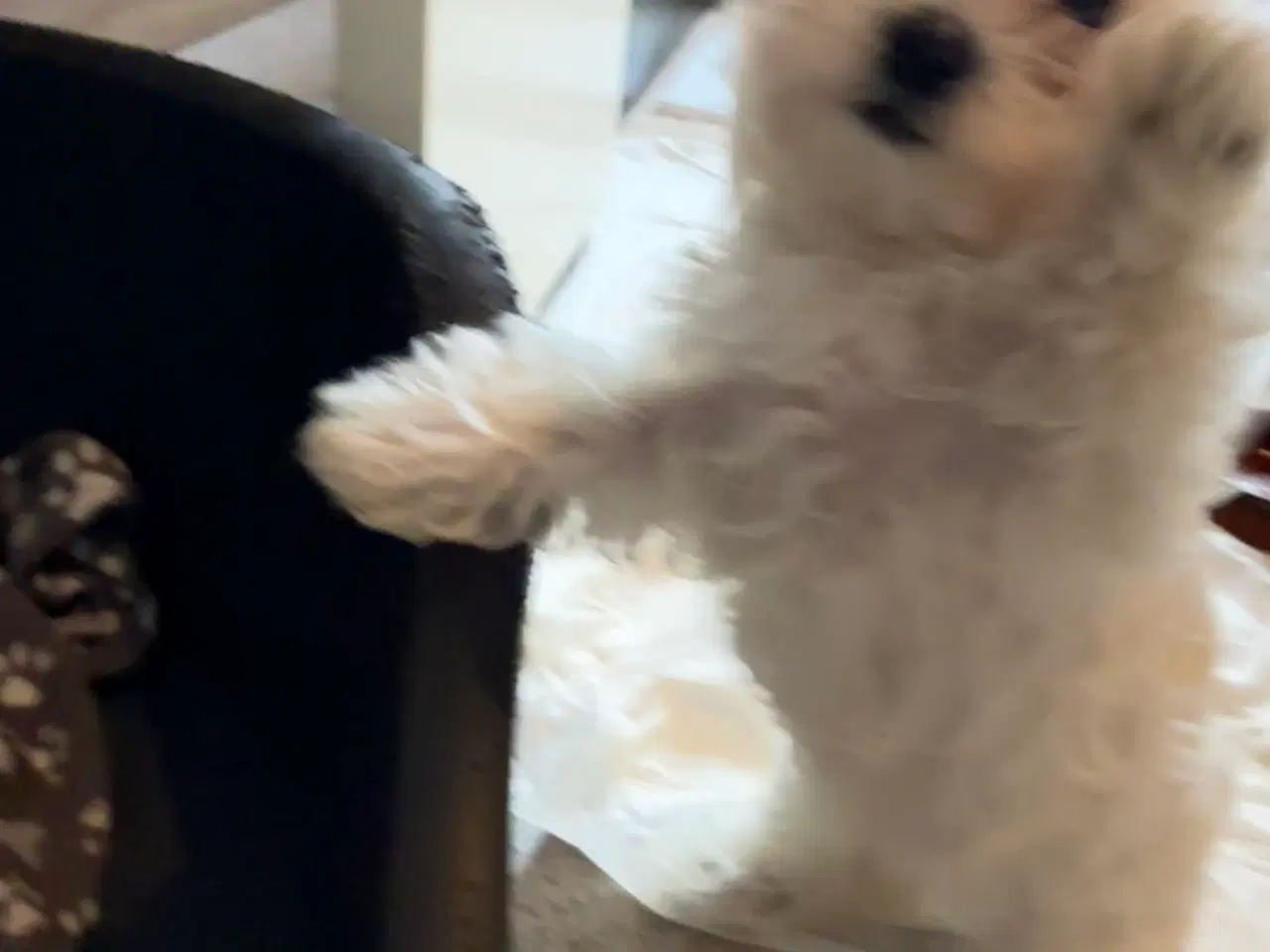 Billede 7 - Tre hvalpe Maltese 2 måned