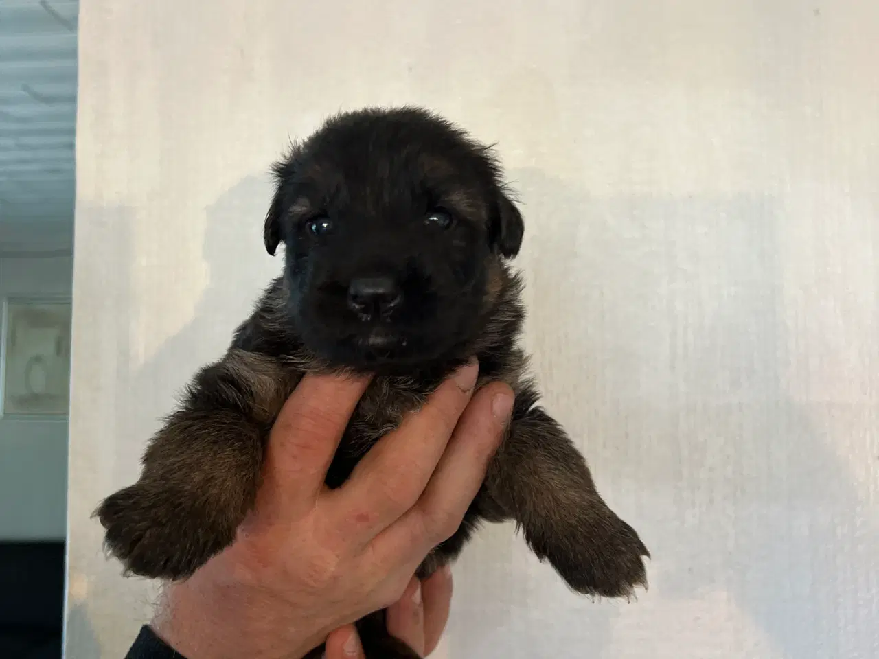 Billede 5 - 4 uger gamle ægte langhåret schæferhvalpe sælges, 