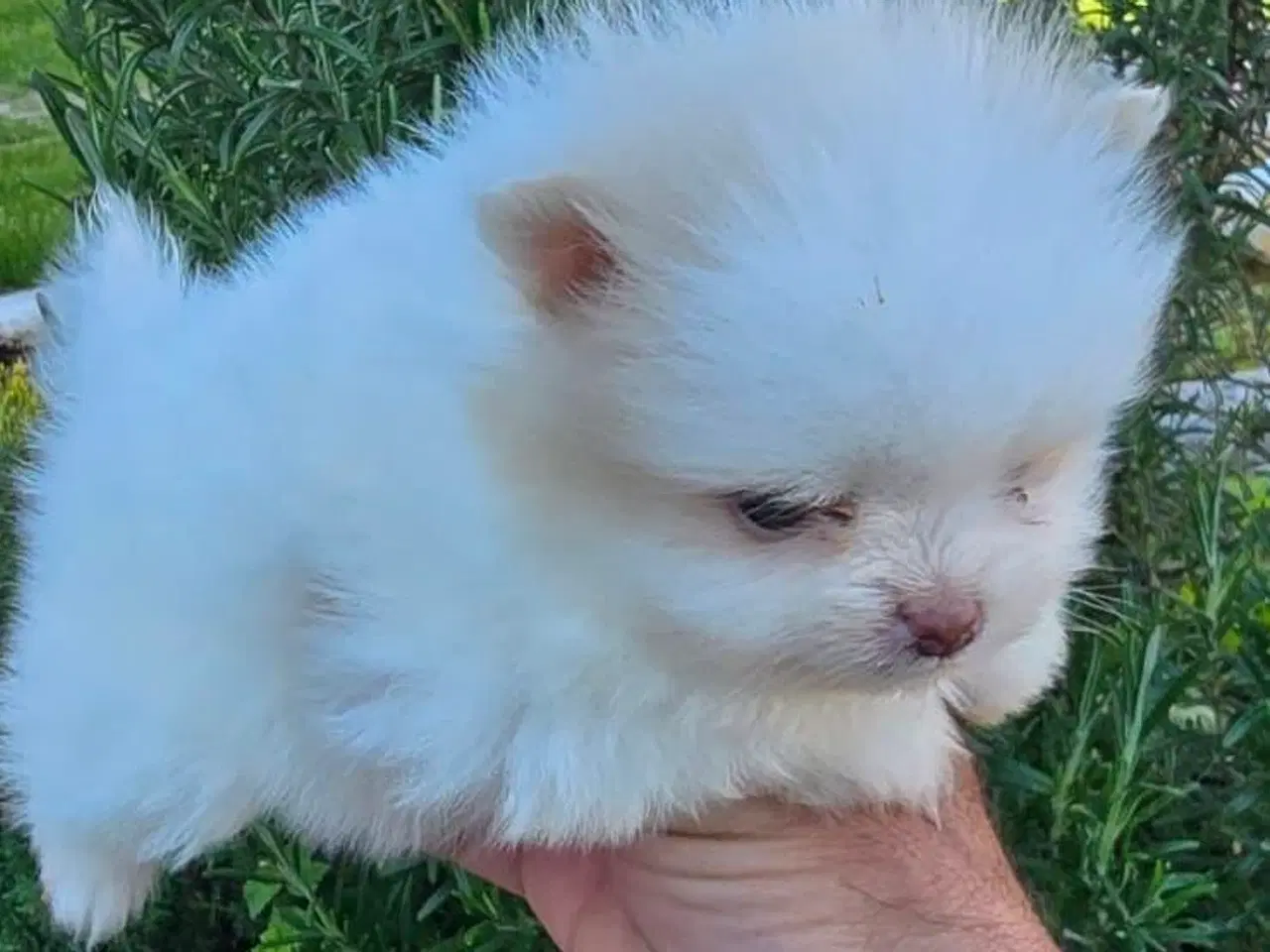 Billede 1 - Pomeranian 