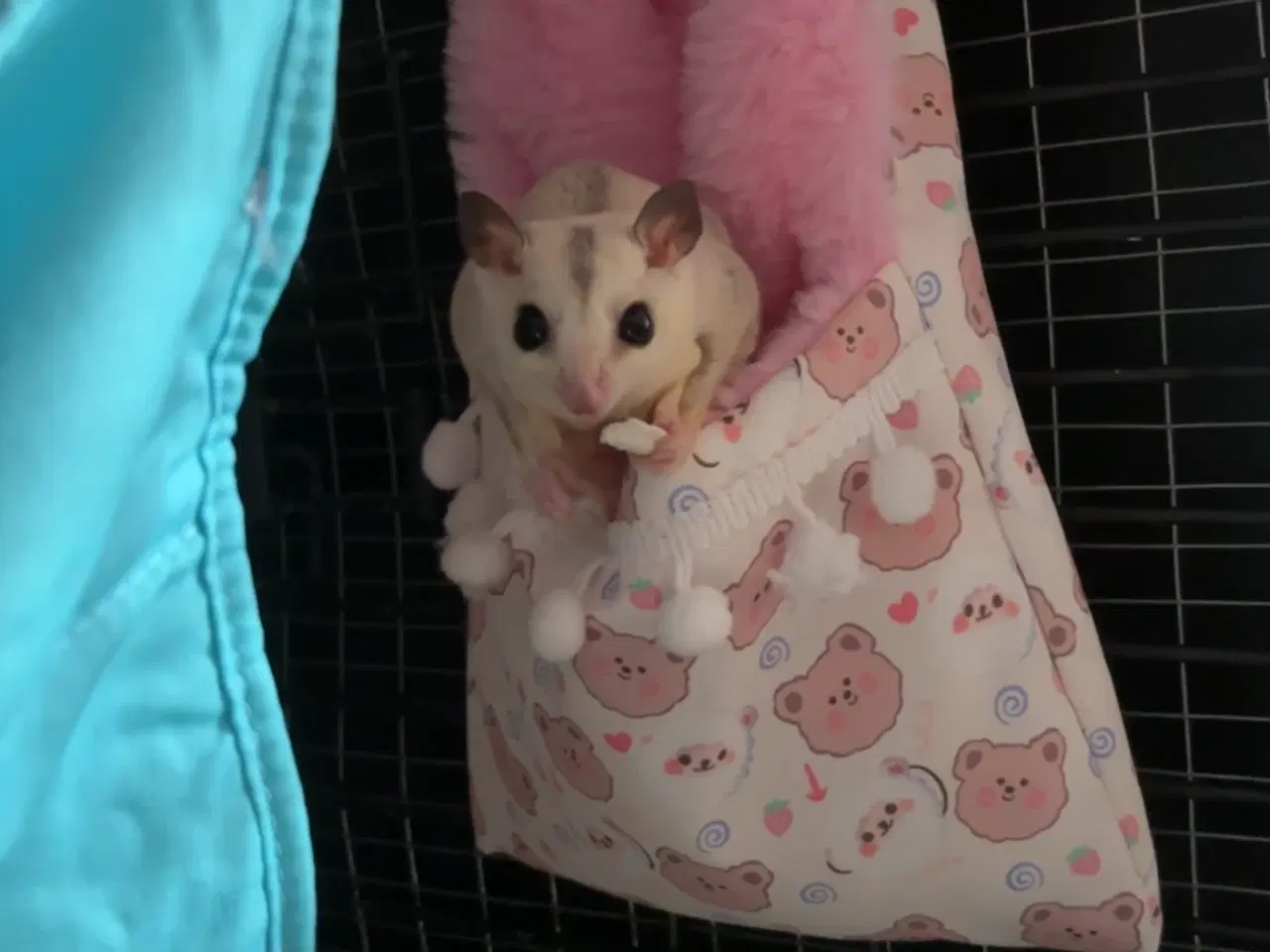 Billede 5 - 2 skønne Sugar Gliders søger deres nye hjem