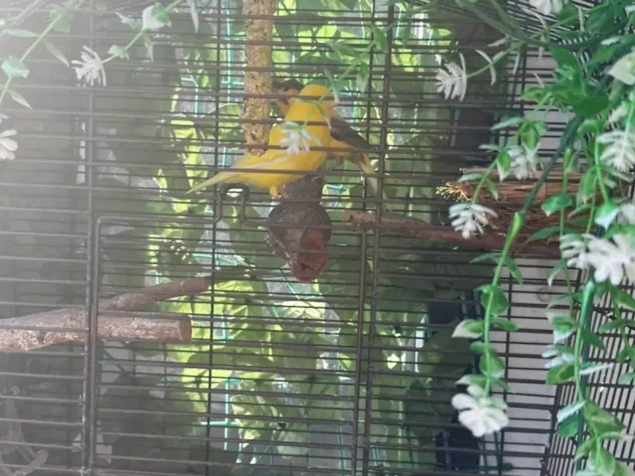 Billede 2 - Kanariefugl til salg 🐦