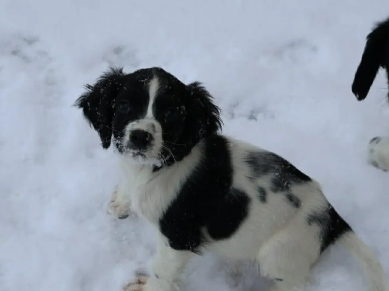 Billede 3 - Springer spaniel han hvalpe 