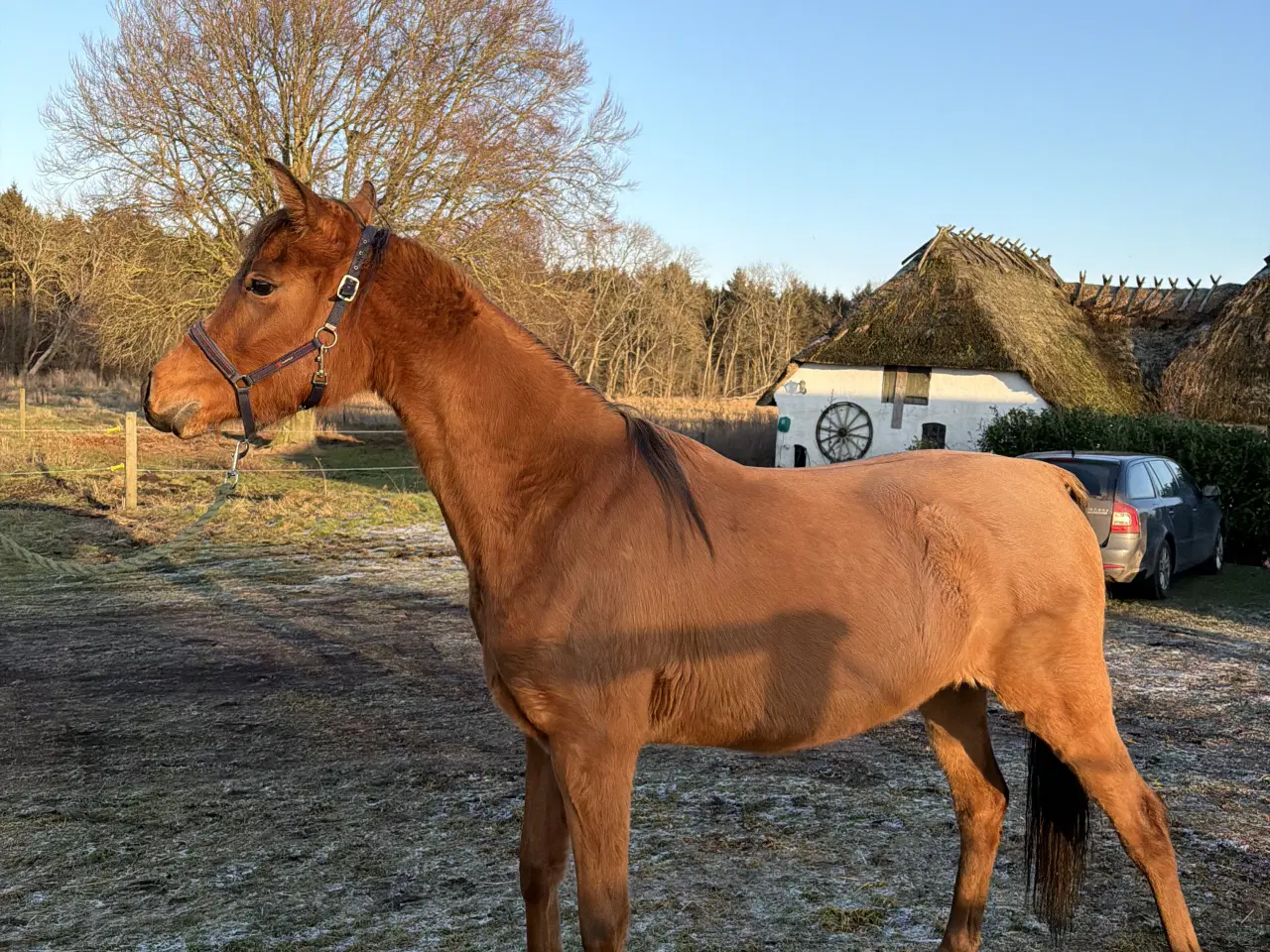 Billede 3 - 3 års hoppe - med stamtavle 