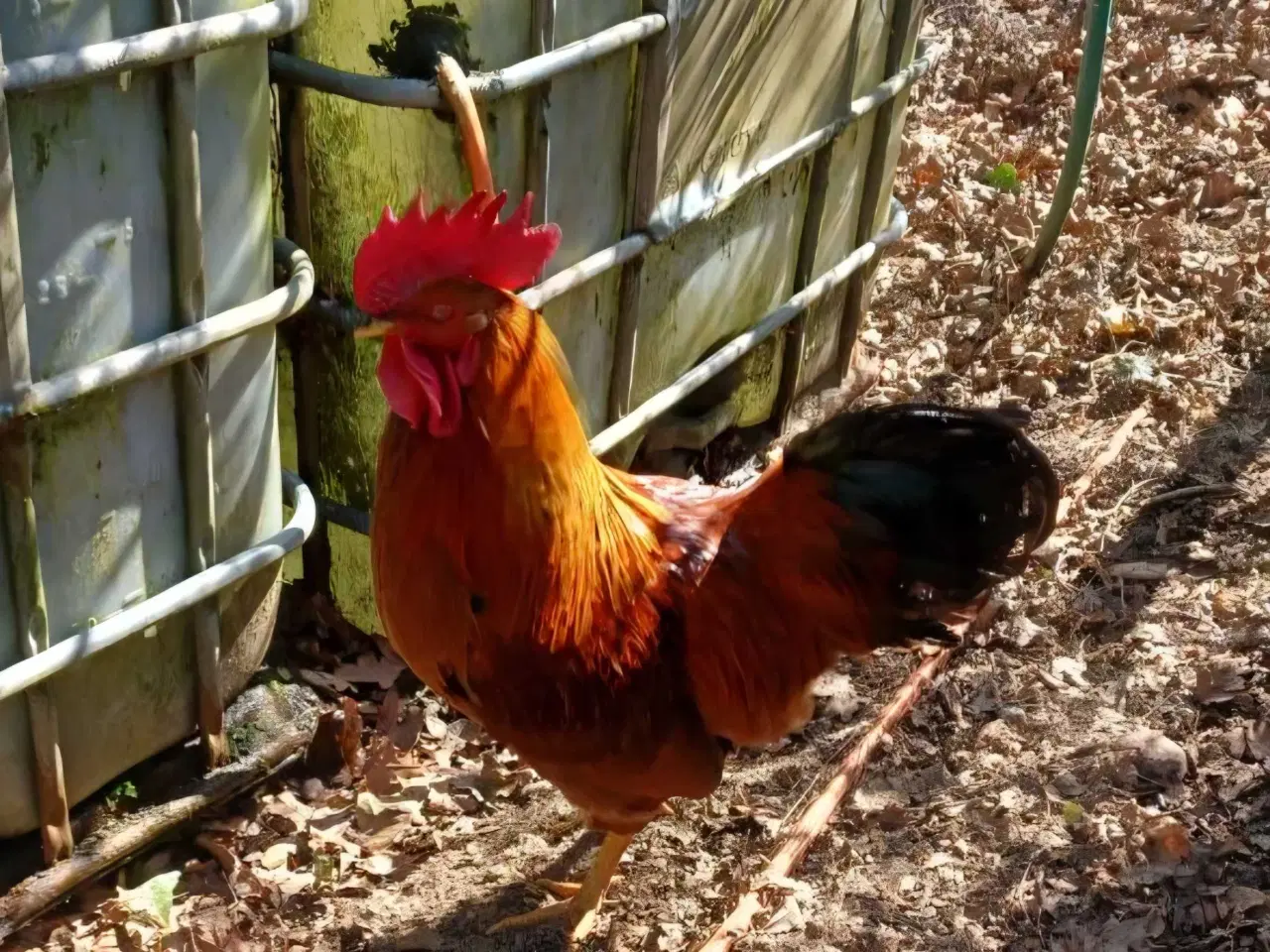 Billede 1 - Rød Amerikaner hane