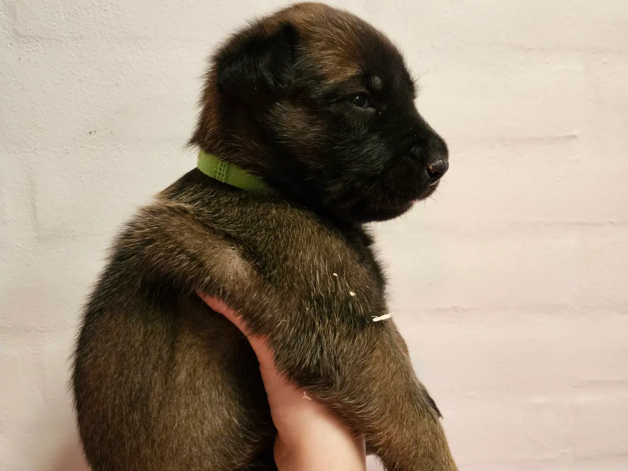 Billede 9 - Belgisk Malinois - Hvalpe - med stamtavle