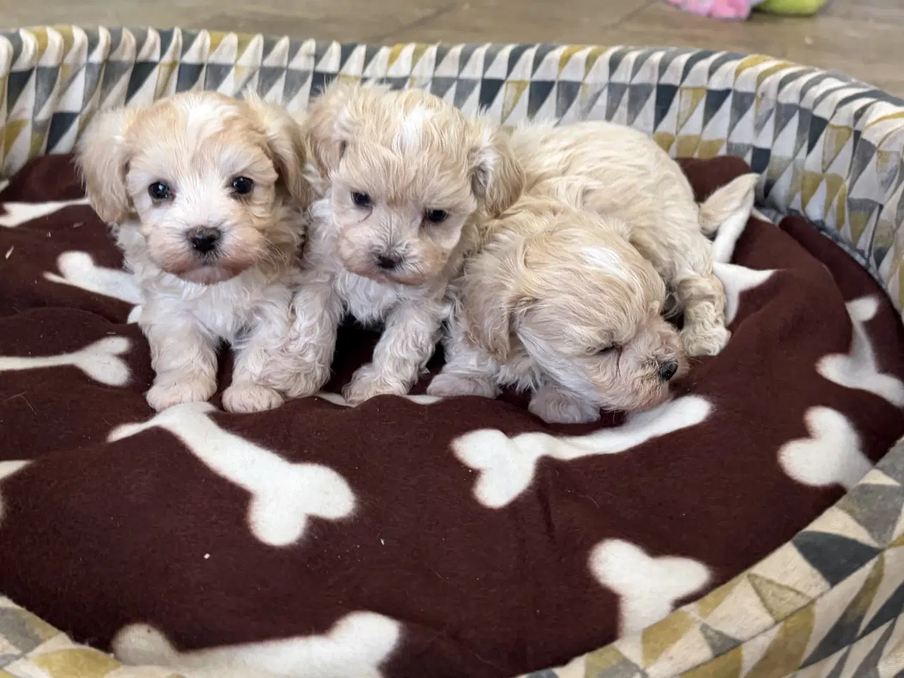 Billede 14 - Mini Maltipoo babyer 