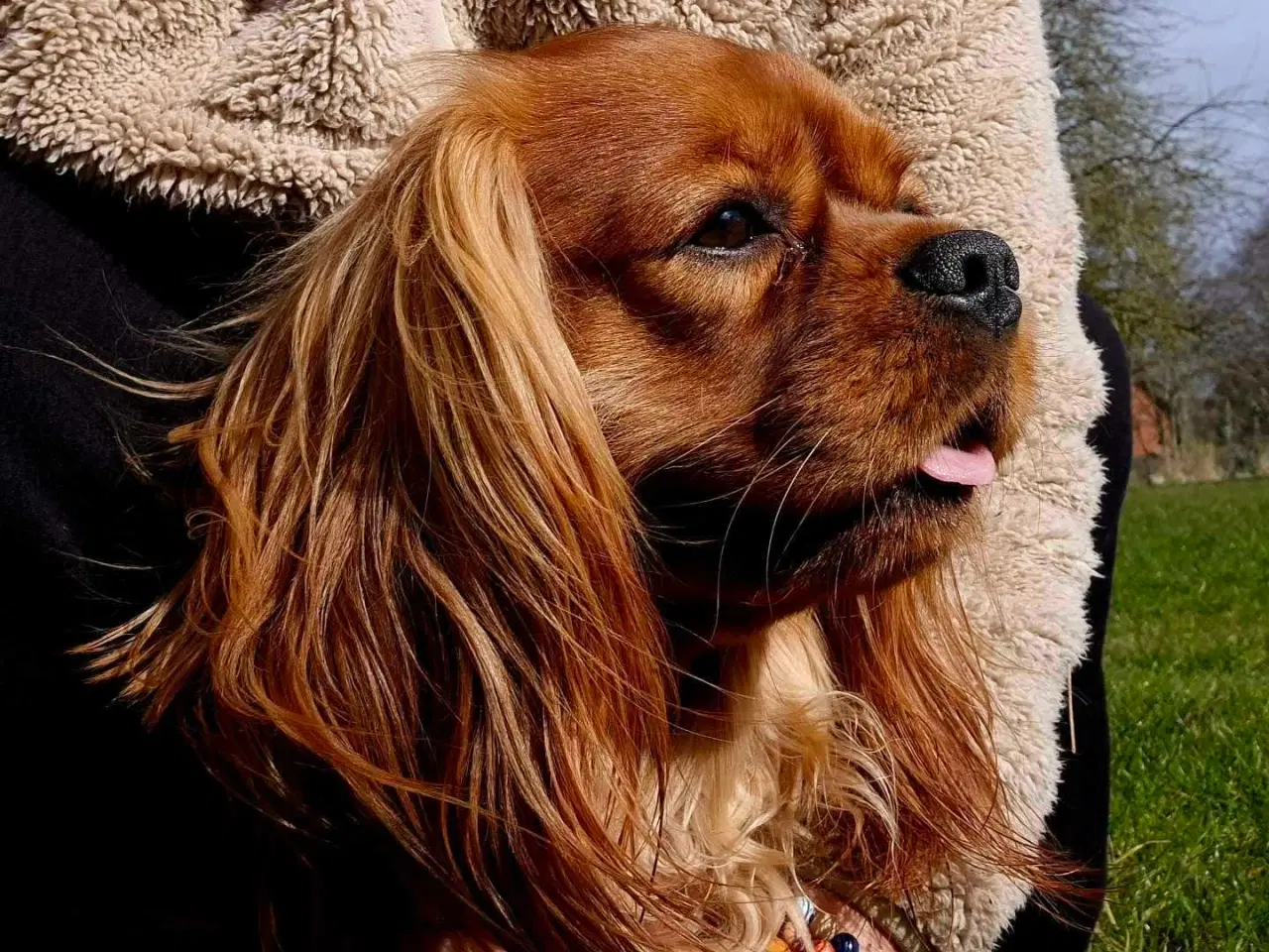 Billede 4 - Han hund til parring 