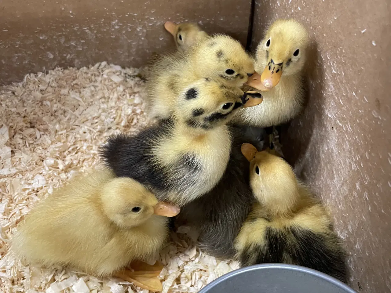 Billede 3 - Løbeande ællinger sælges