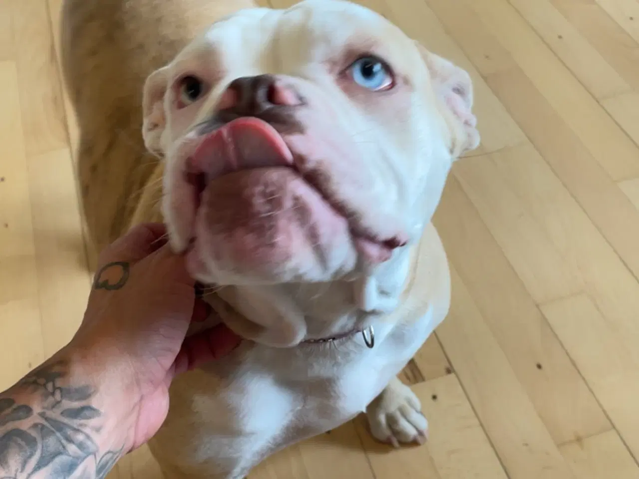 Billede 3 - Old Englisch bulldog