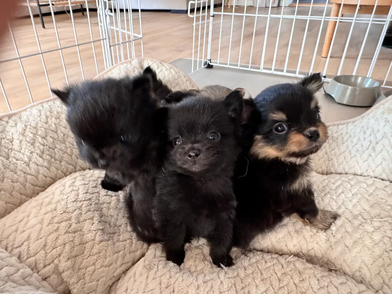 Billede 5 - Pomchi hvalpe 