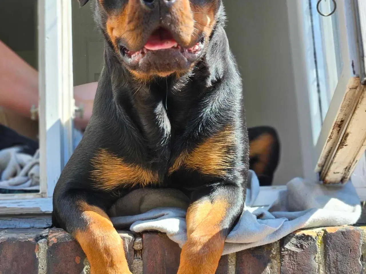 Billede 6 - Kærligt hjem søges til Berta 🐾