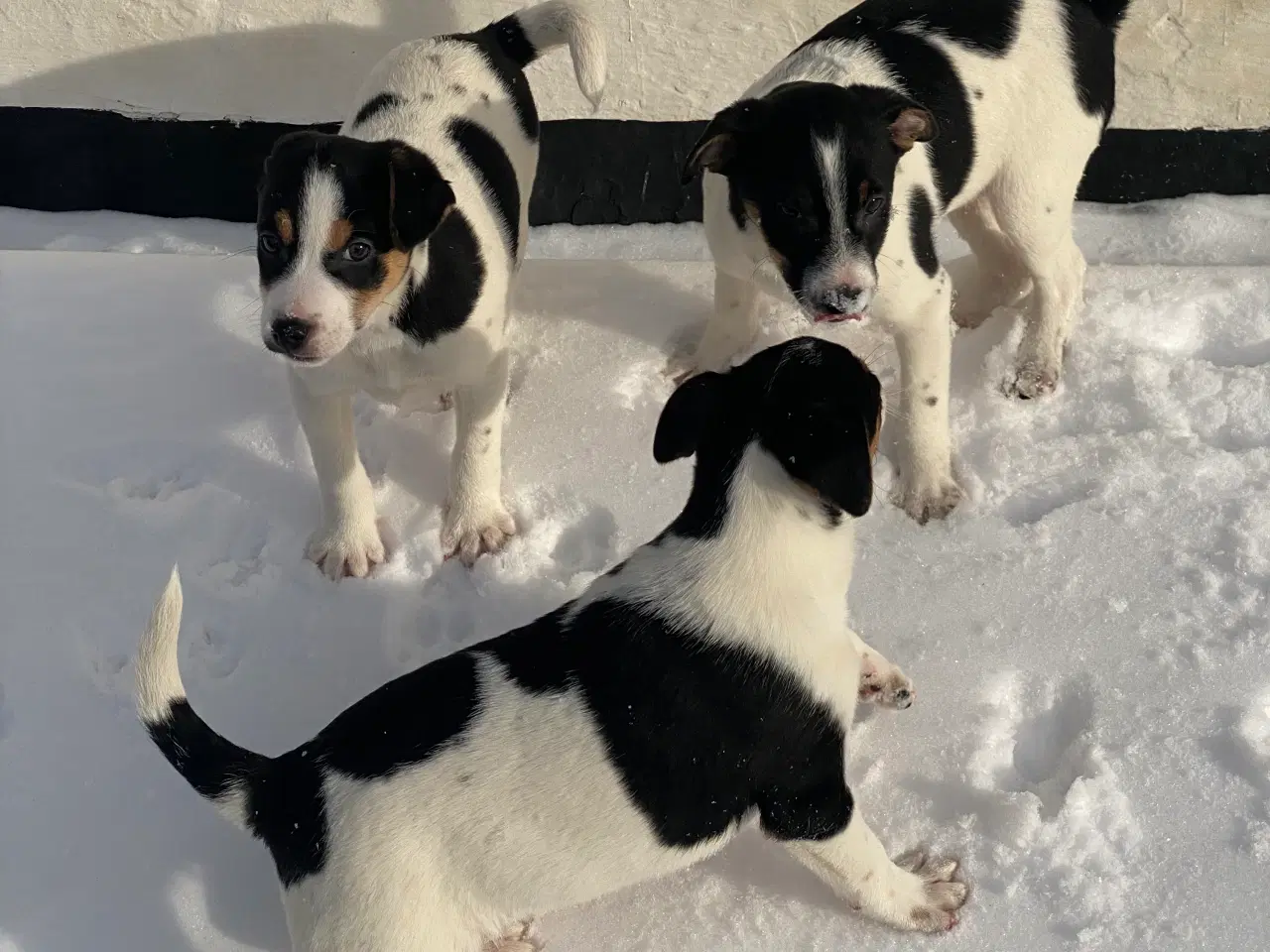 Billede 15 - Dansksvensk gårdhund til salg