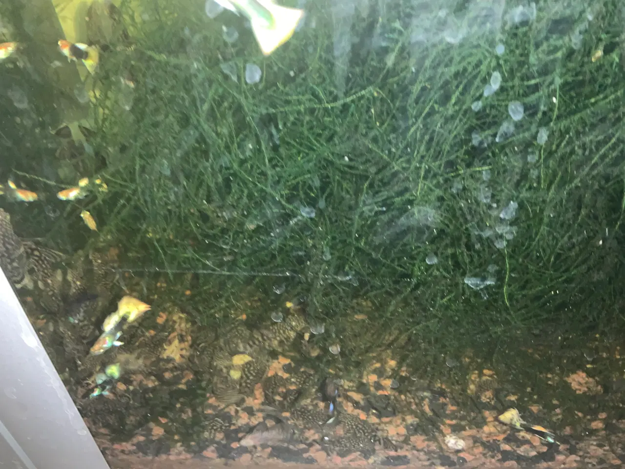 Billede 1 - Sugemalle alm