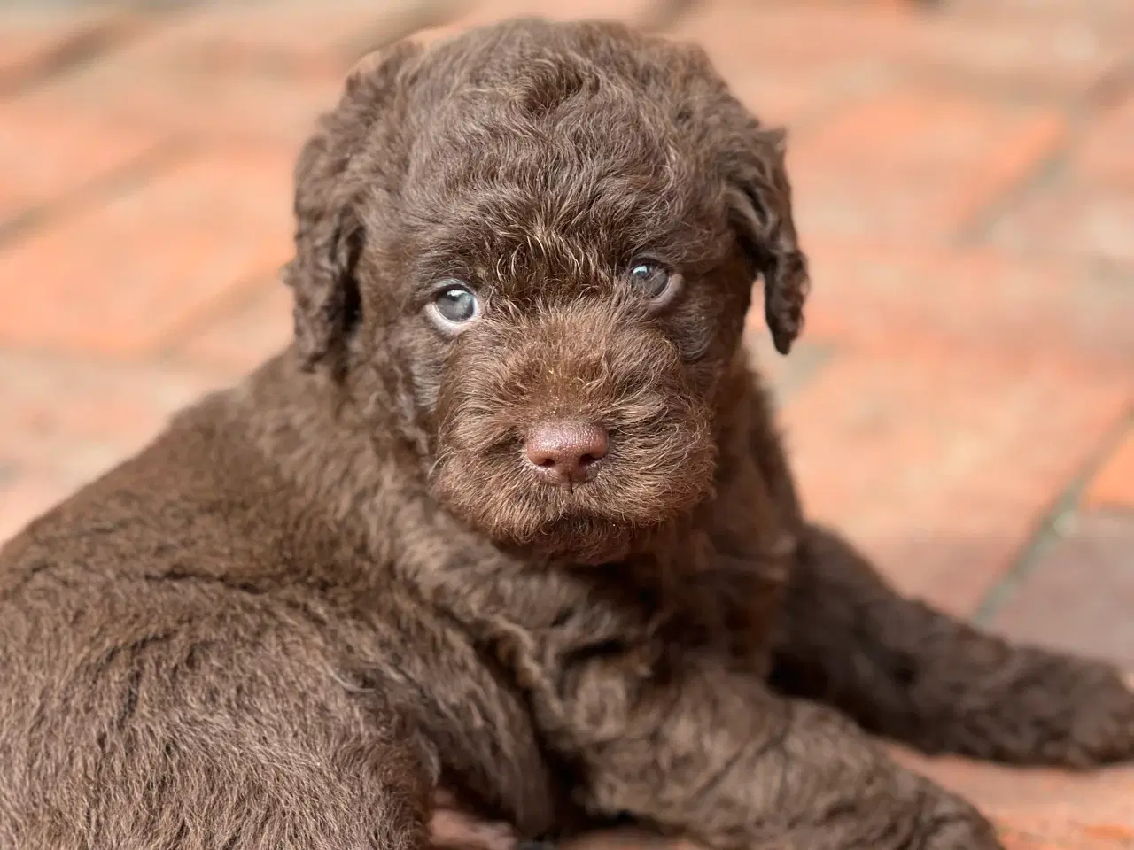 Billede 1 - Labradoodle første generation