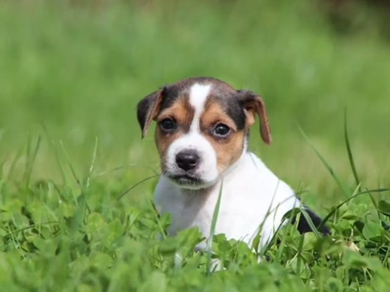 Billede 10 - Attraktive Anton - Tilbydes til avl