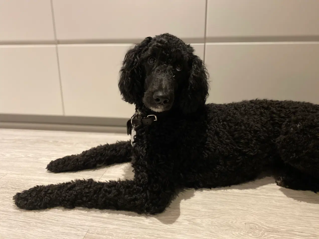 Billede 9 - Goldendoodle søger nye eventyr