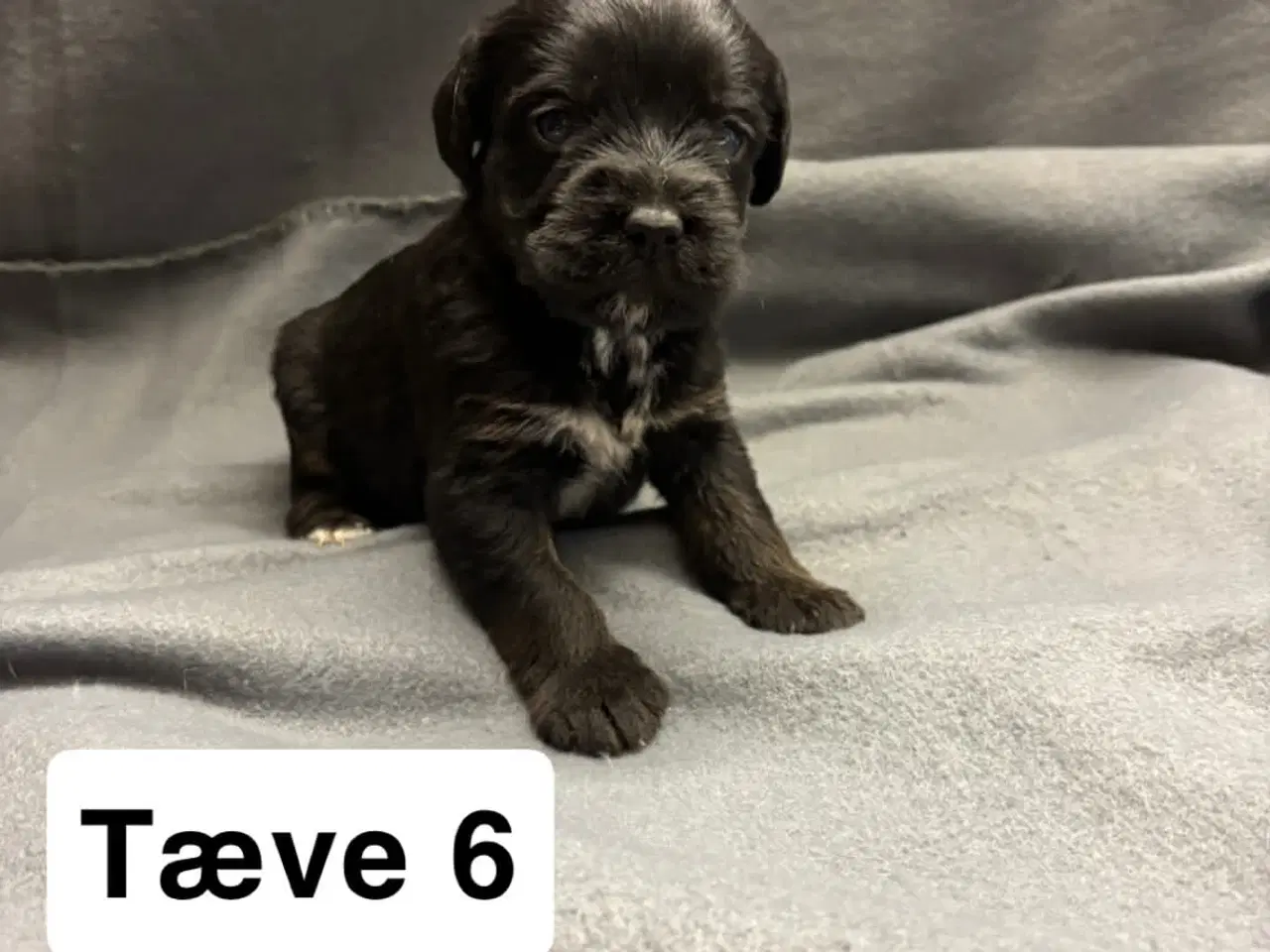 Billede 6 - D/s gårdhund blanding