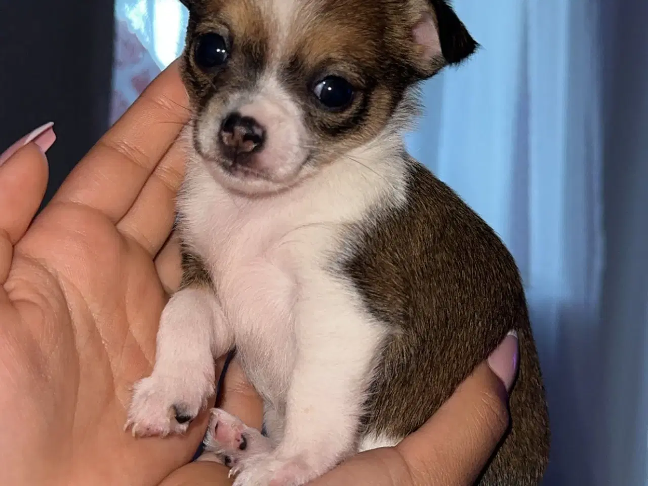 Billede 2 - Chihuahua/Papillon hvalp