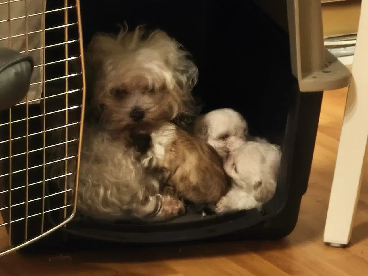 Billede 5 - 3 entzückende reinrassige Bolonka Zwetna Welpen  