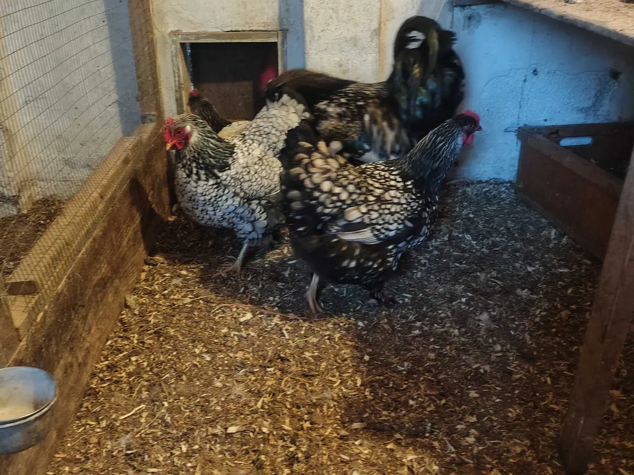 Billede 1 - Store høns