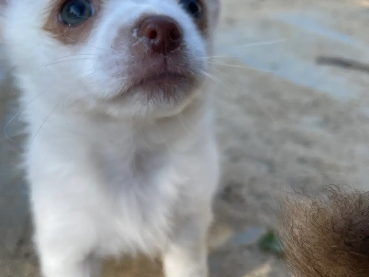 Billede 6 - Chihuahua hvalpe