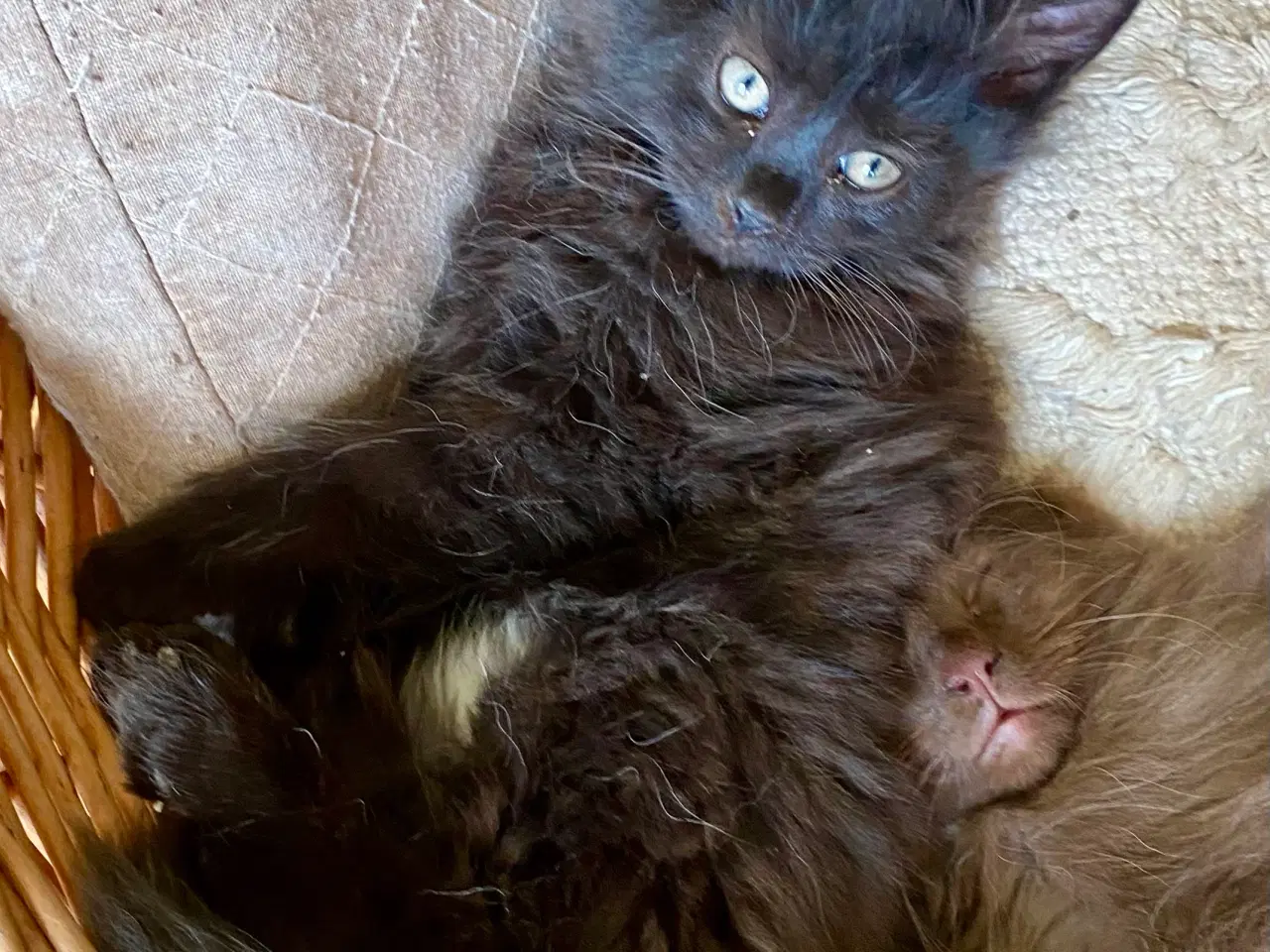 Billede 5 - Maine Coon Perser killinger