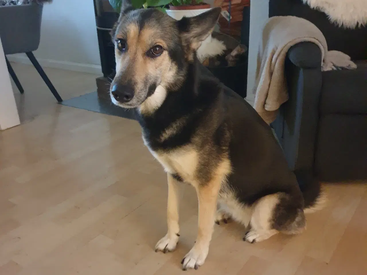 Billede 2 - Schæfer/Husky blandindshvalpe på vej. Bliver født 