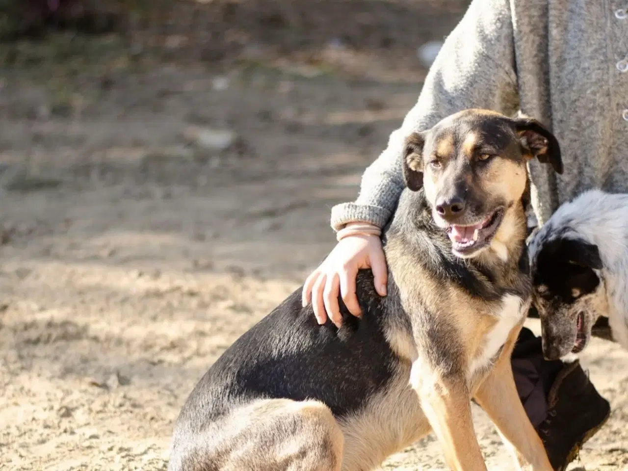 Billede 1 - Milde Bono søger familie