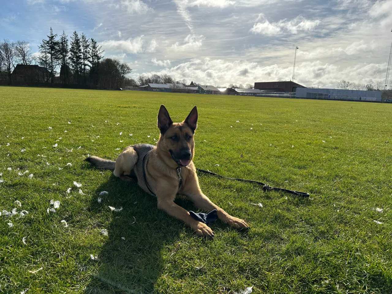 Billede 5 - Schæfer/Rottweiler blanding