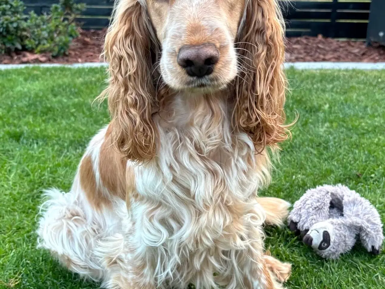 Billede 4 - Hvalpe på vej 